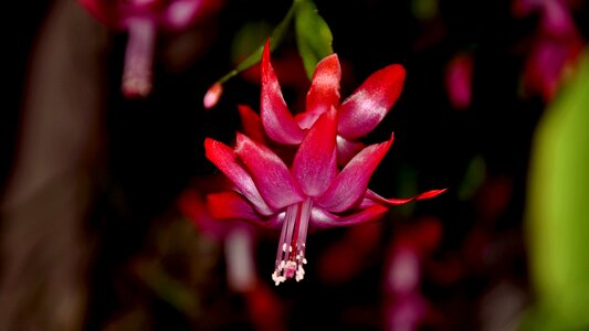 Christmas cactus flower nature