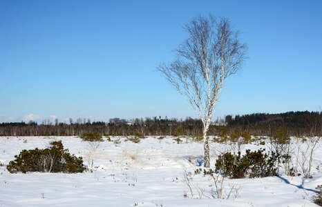 Individually birch cold photo