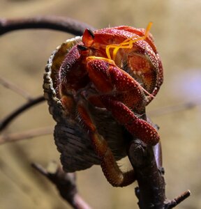 Eyes crab public record
