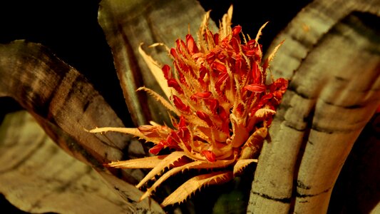 Macro bromeliad flower photo