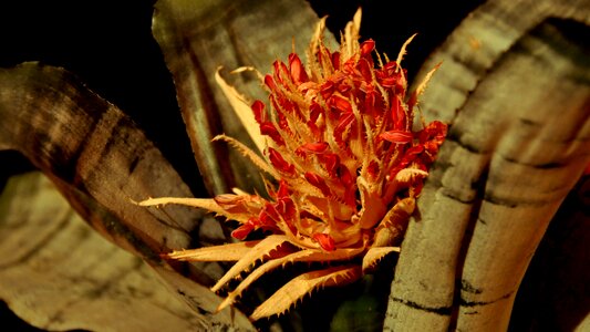 Macro bromeliad flower