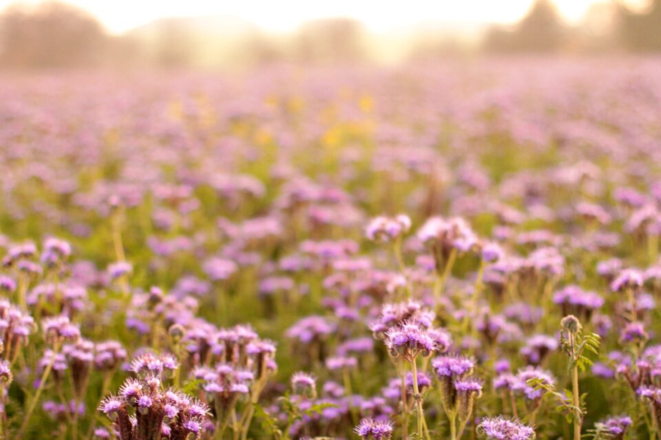Flower fullness flora blossom