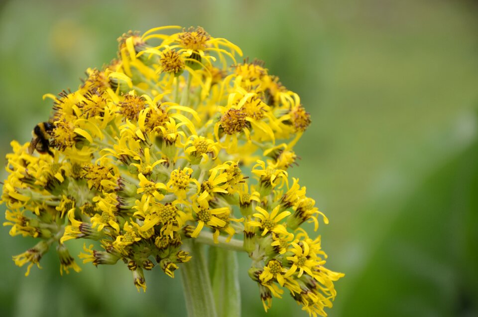 In yunnan province flower yellow