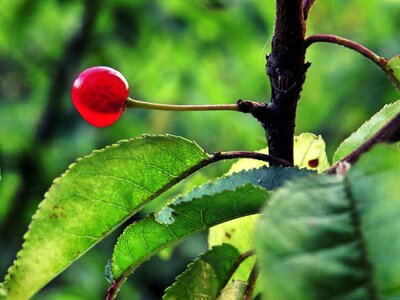 Red green nature photo