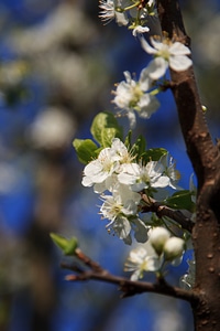 Blooming blossom blue photo