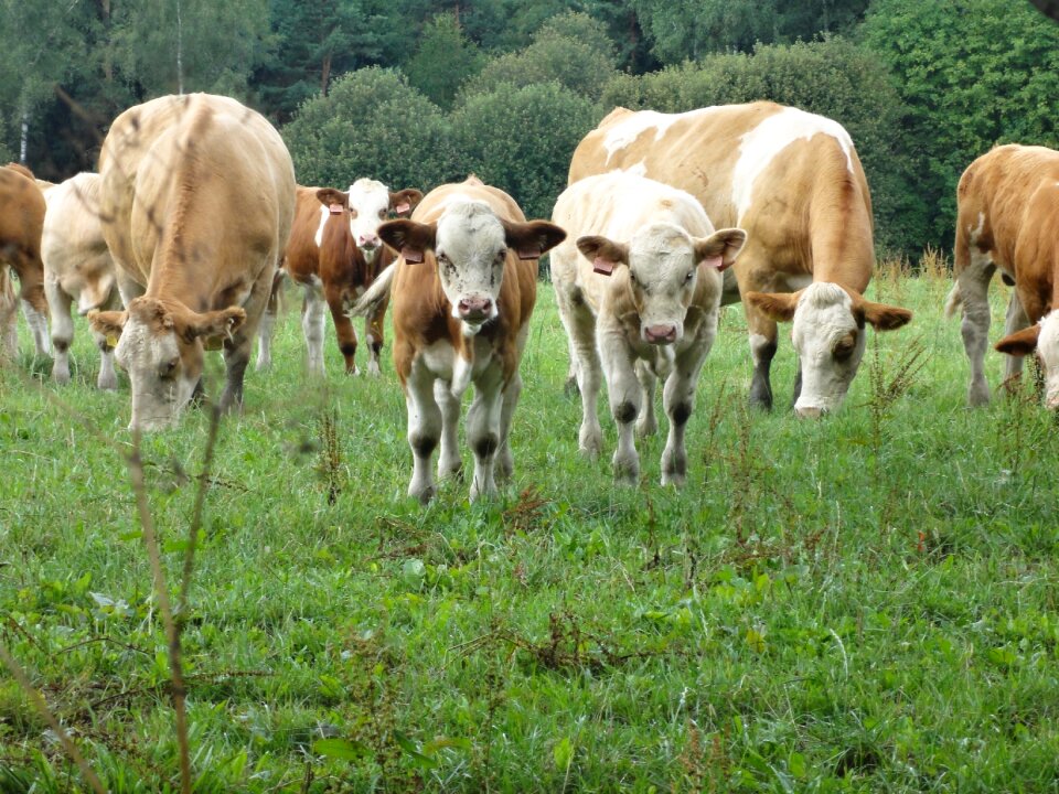 Farm meadow nature