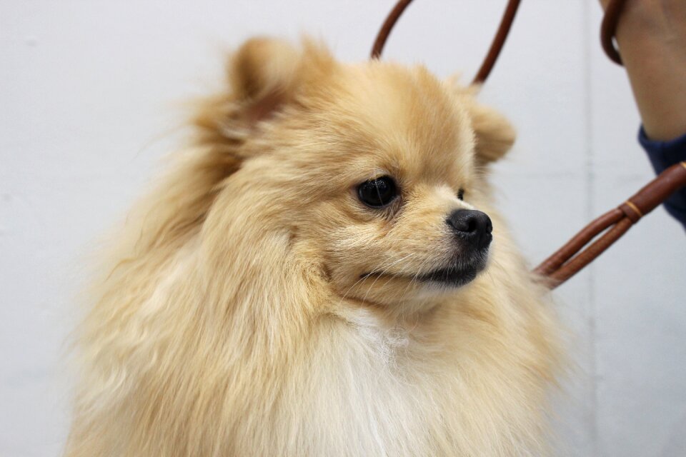 Ke an gyeon canine companion ppome