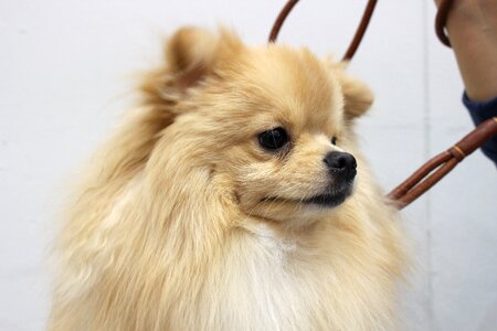 Ke an gyeon canine companion ppome photo