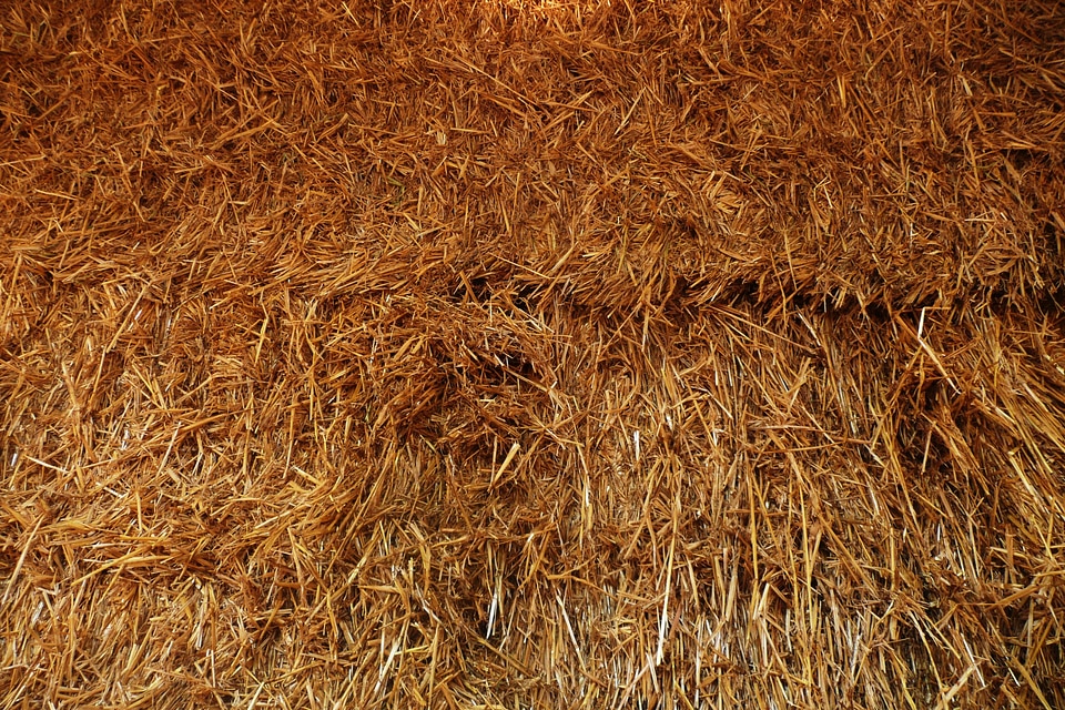 Agriculture farming golden