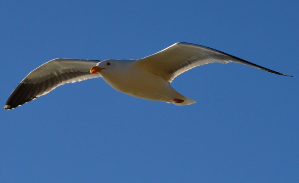 Flight nature bird