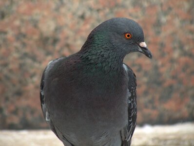 Nature city pigeon red eyes photo