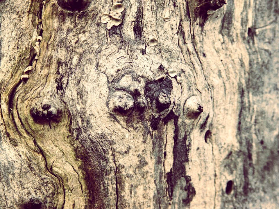 Nature forest plant