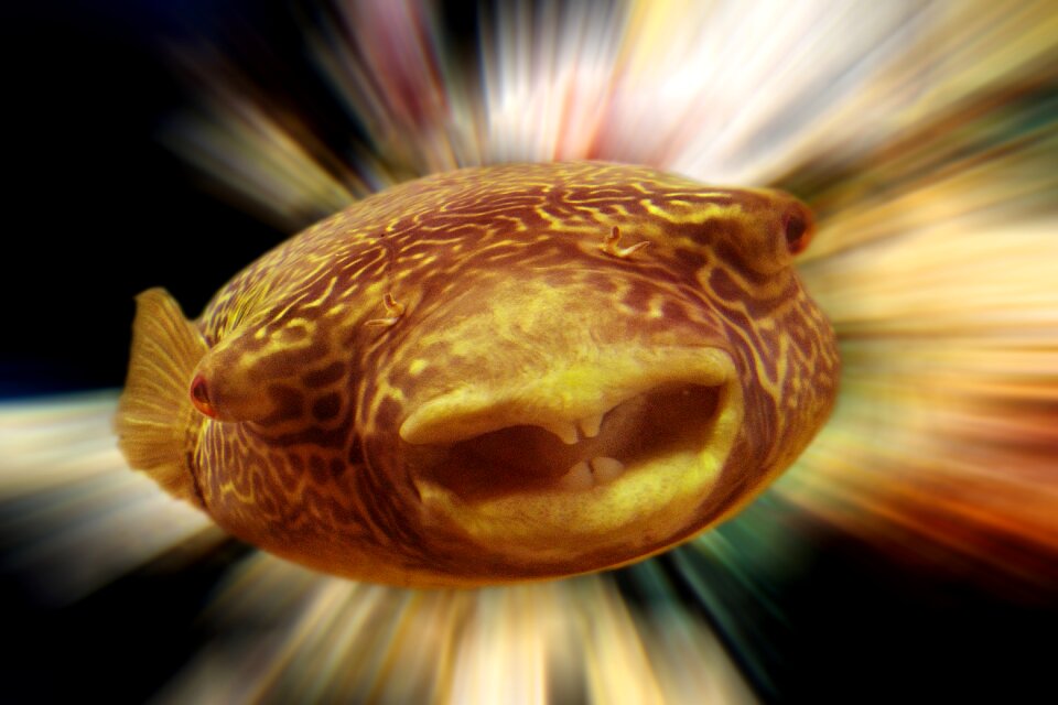 Aquarium water animal