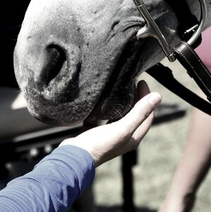 Horseback bridle gray horse photo