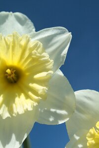 Daffodil flower blossom photo
