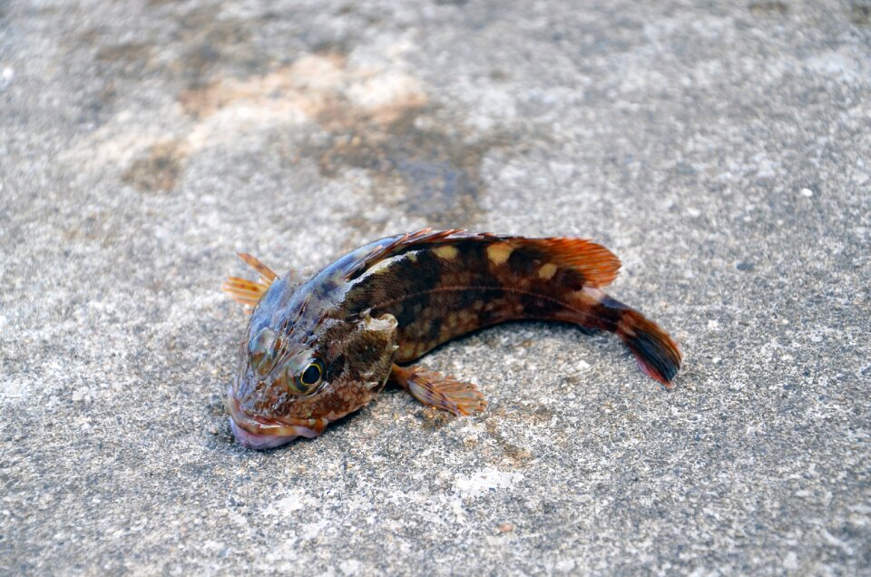 Marine products close-up fish