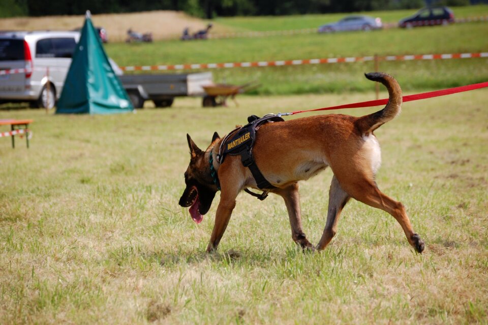Animal pet schäfer dog