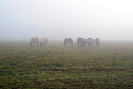 Morning mist landscape atmosphere