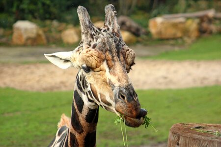 Zoo animal face photo