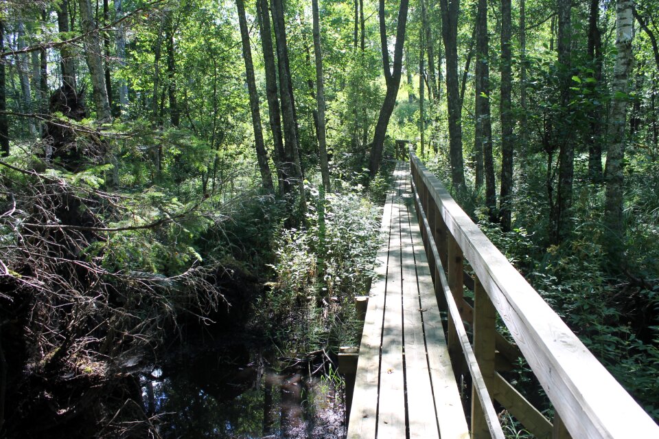 Footbridge nature bro