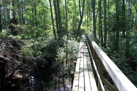 Footbridge nature bro