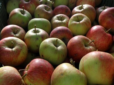 Harvest green red