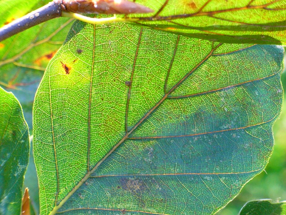 Hanging beech green tree