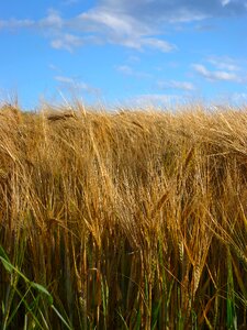 Sky cereals spike photo