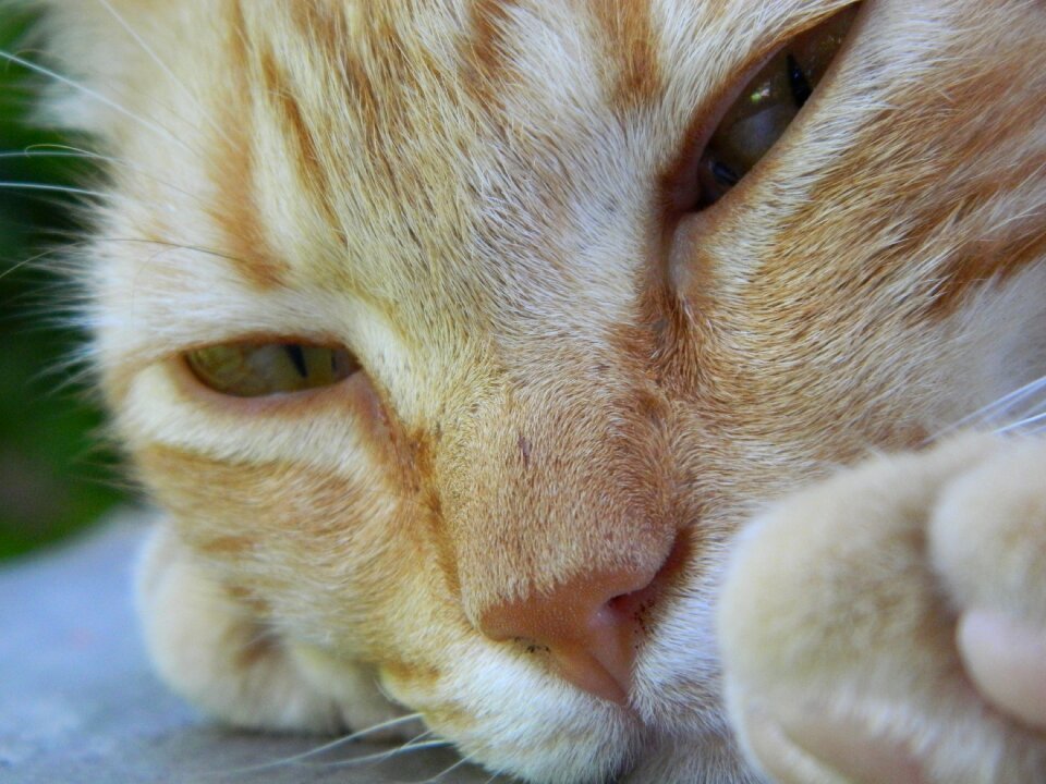 Cat dozer sleep laziness