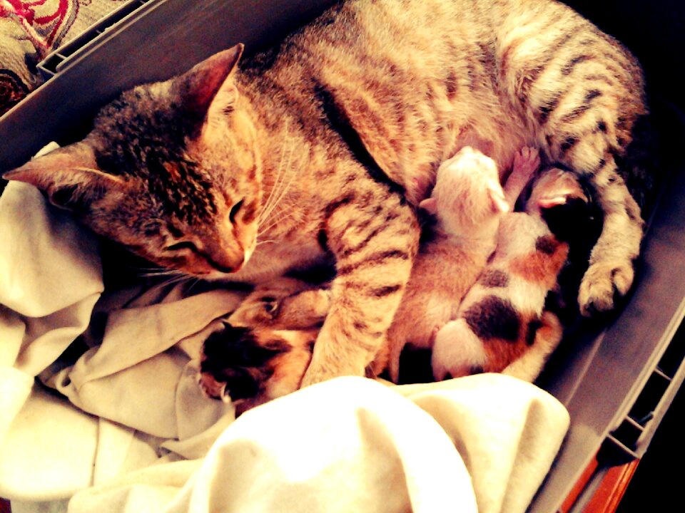 Baby feeding animal