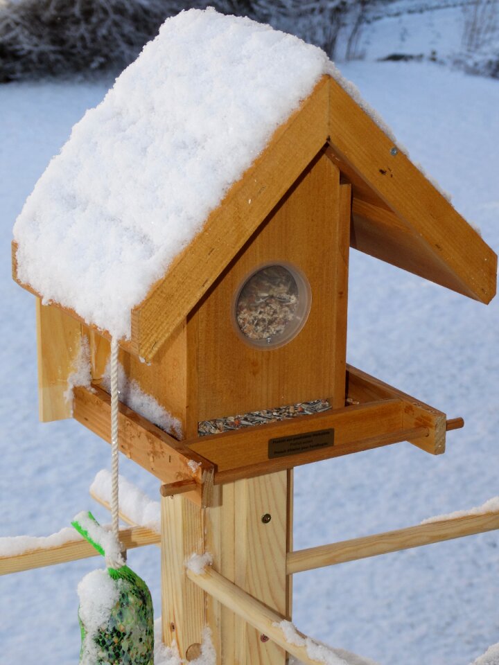 Bird seed bird food winter