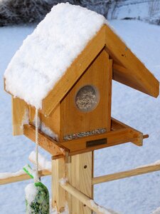 Bird seed bird food winter