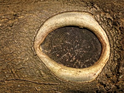 Grain oval bark photo