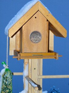 Bird seed bird food winter