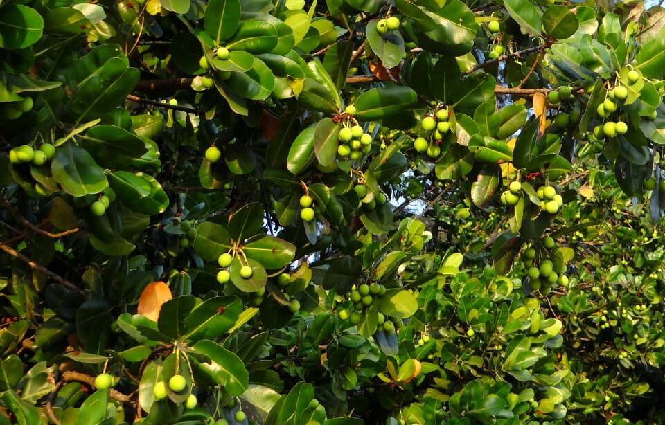 Flora karnataka india