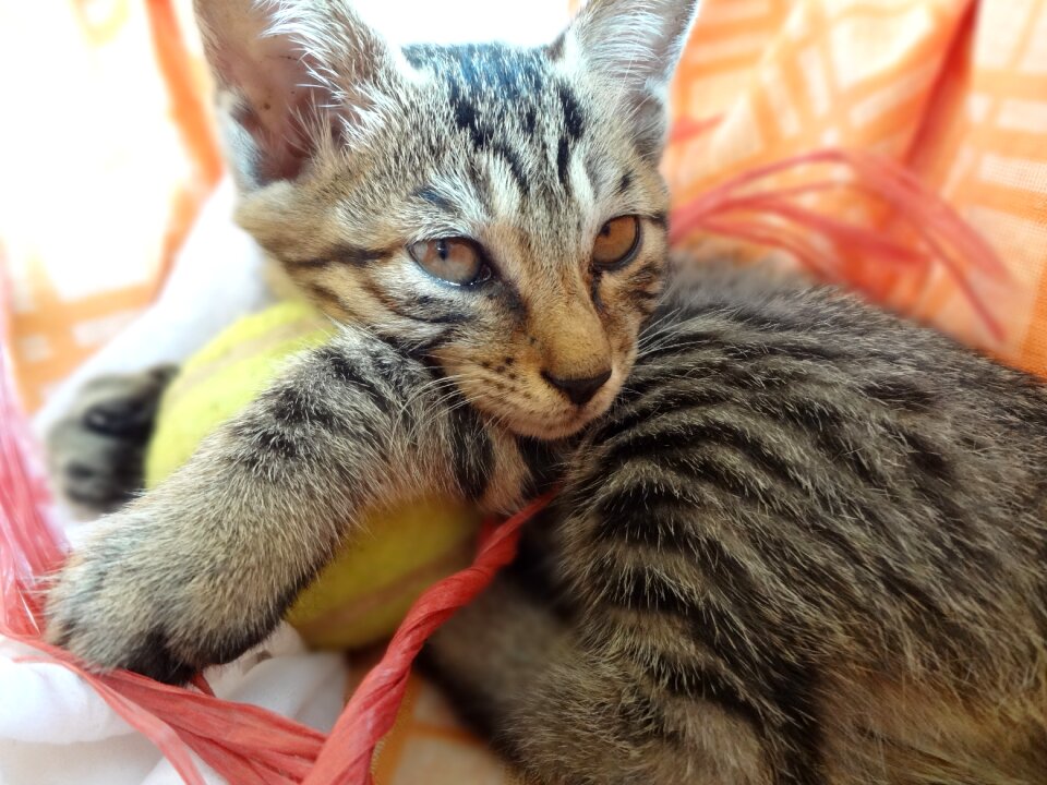 Small fresh cute cat