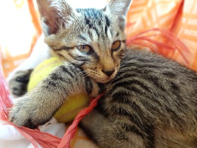 Small fresh cute cat