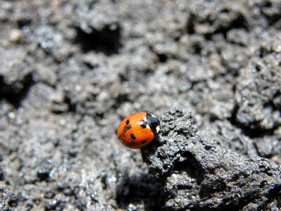Ladybug insect Free photos