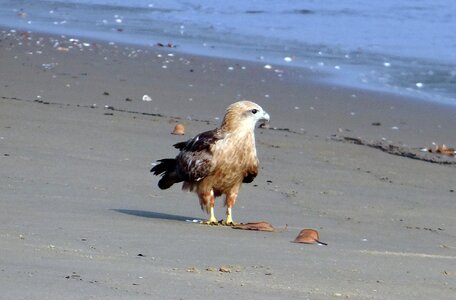 Sea-eagle bird fauna