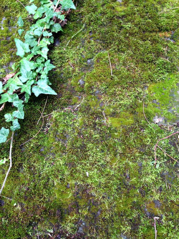 Stone wall green forest