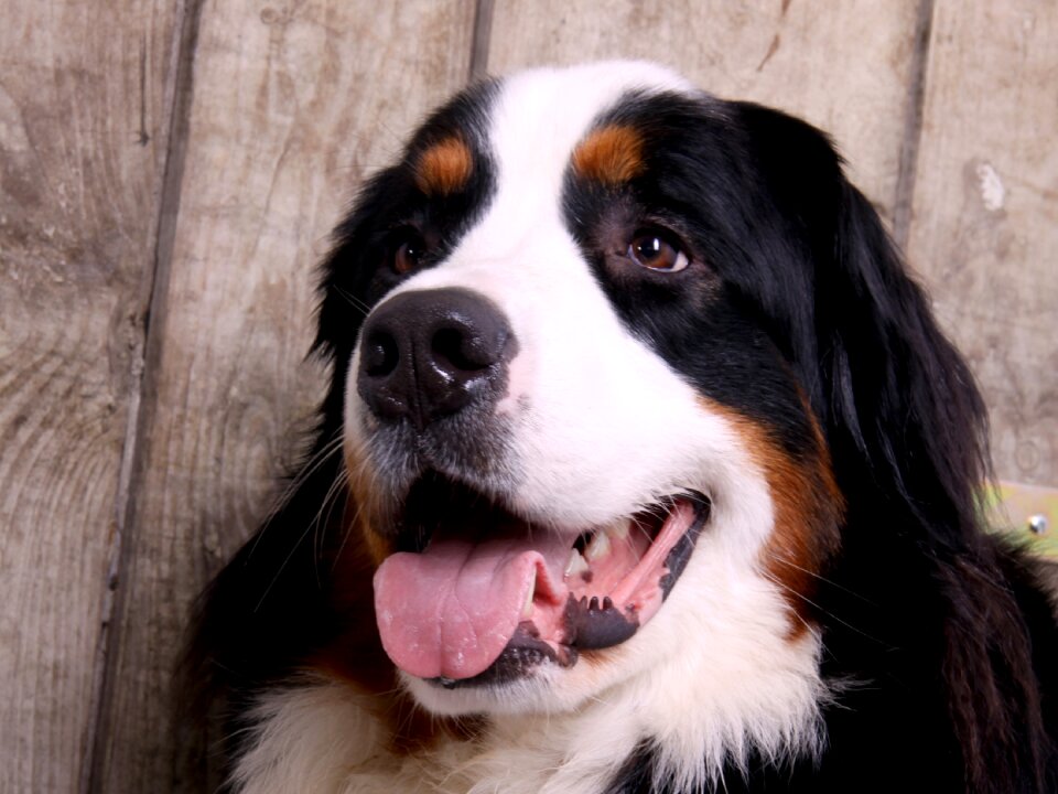 Mountain dog good dear