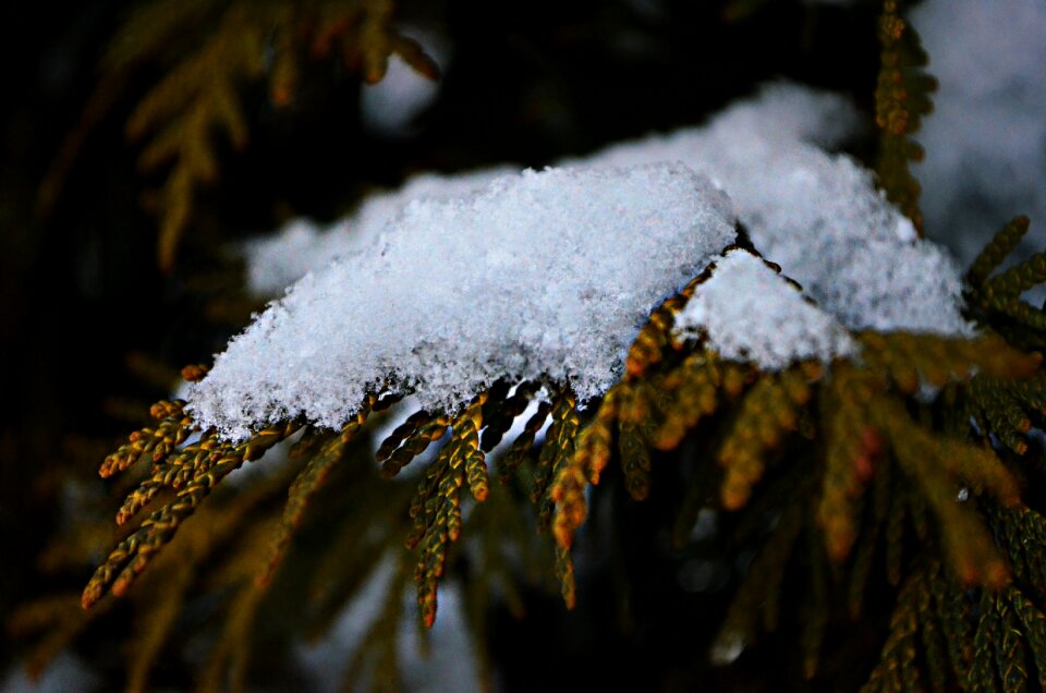 Snow tree branch