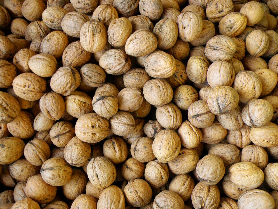 Walnuts harvest walnut