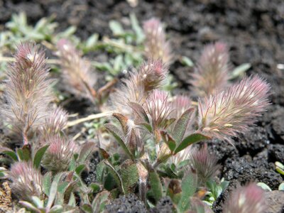 Etna sicily plant