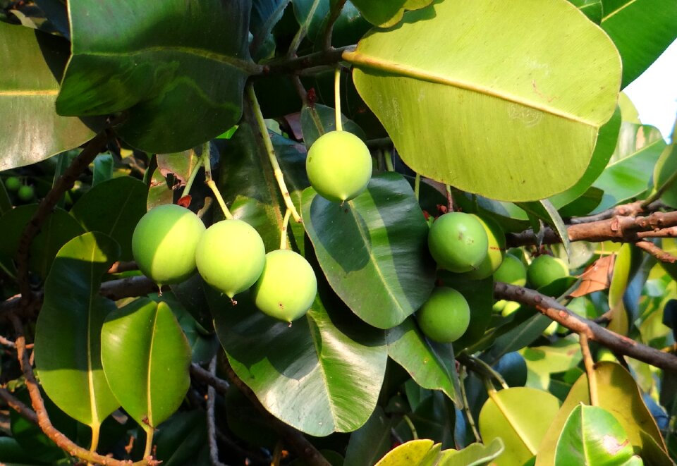 Nut flora sultan champa