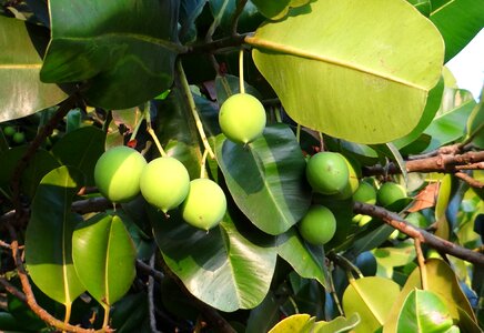 Nut flora sultan champa