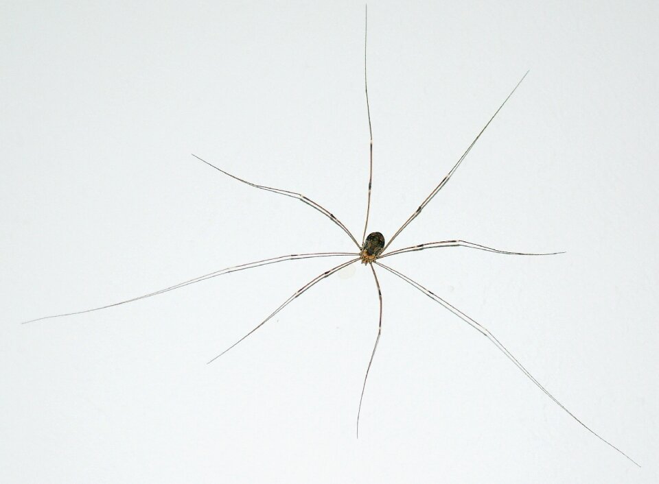 Spider close up insect