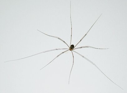 Spider close up insect