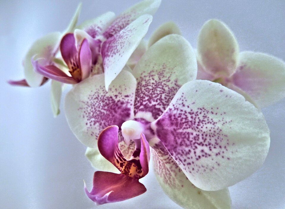 White flower