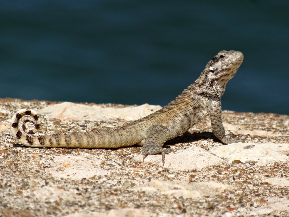 Lizard reptile grey